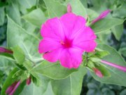 PIC_0641.JPG