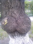 жопка.jpg