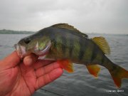 1-IMG_0010.JPG