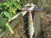 IMG_0016.JPG