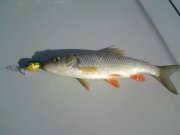 DSC00262.JPG