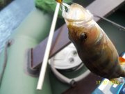 100_4136_thumb.jpg