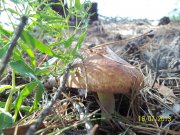 100_4120_thumb.jpg