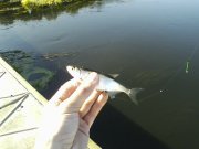 IMG0029A.jpg