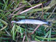 DSC01762.JPG