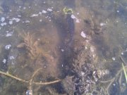 IMG_20130803_095244.jpg