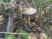 DSCN1723.jpg