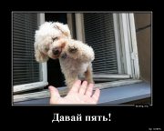 1374592498_Davay-pyat_doseng.org[1].jpg
