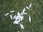 IMG0031A.jpg