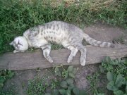 на ог-1.jpg