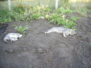 на ог-3.jpg