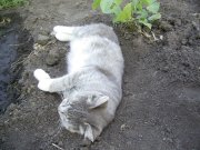 на ог-5.jpg