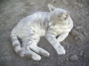 на ог-6.jpg