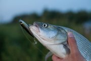 IMG_1286.jpg