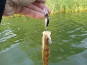 IMG_2013082537821.jpg