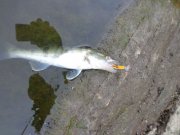 DSC01472.JPG
