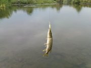 DSC08711.JPG