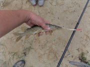 DSC00418.JPG