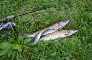 DSC_0937.JPG