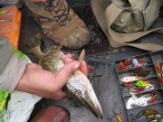 IMG_0195.JPG