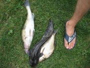 IMG_2955.JPG