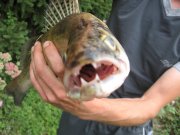 IMG_2959.JPG