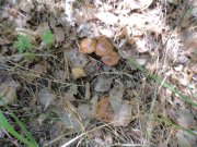DSC00446.JPG