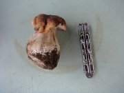 DSC00451.JPG