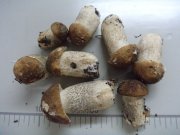DSC00461.JPG