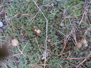 DSC00473.JPG