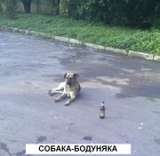 собака.JPG