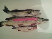 IMG_20130914_125203.jpg