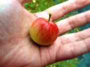 apple.jpg