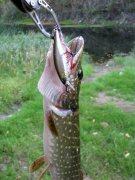 IMG_40461.jpg