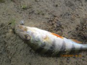 IMG_0781.JPG