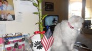 SAM_1140.JPG