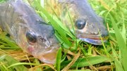 WP_20130921_02420130921143624.jpg