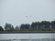IMG_1101.JPG