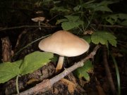 DSC00591.JPG