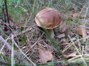 DSC00595.JPG