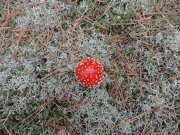 DSC00600.JPG