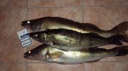 DSC05576.JPG