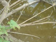DSC04147.JPG