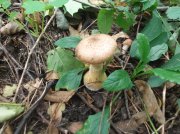DSCF6042.JPG