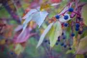 IMG_0725_resize.jpg