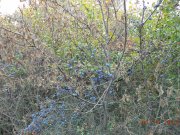DSC00458.JPG