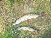 DSC00467.JPG