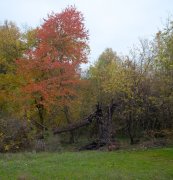 IMG_2020.jpg