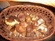 DSC00775.JPG