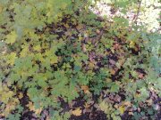 DSC00703.JPG